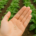 La Sanidad Vegetal un objetivo principal para conseguir alimentar a una población creciente
