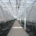 J. Huete Greenhouses moderniza invernadero de frambuesas para Planasa