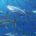 La ONU celebra el Día Mundial del Atún defendiendo su pesca sostenible