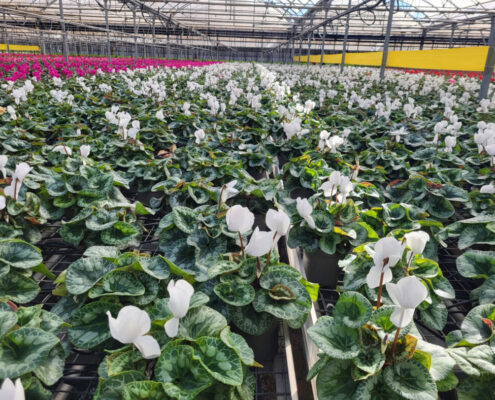 Cultivo Premium GX