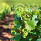 producción de vino