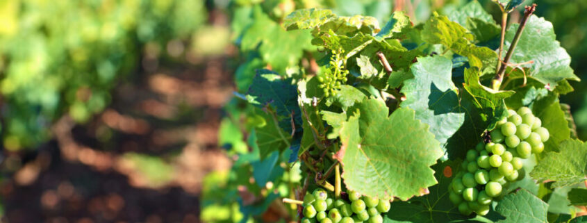 producción de vino