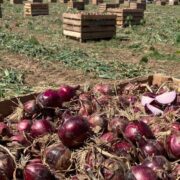variedad de cebolla