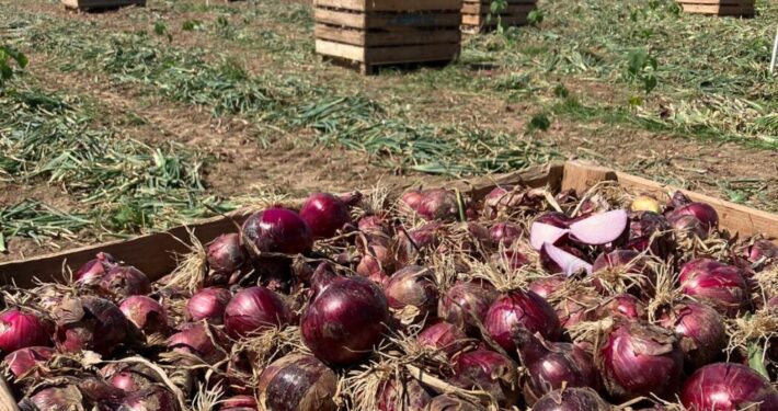 variedad de cebolla